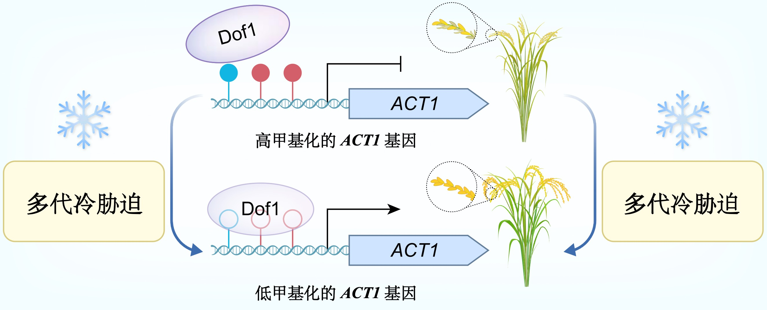 图2a　基因“封条”调控模型